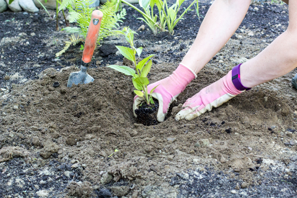 В Тихвине и Кировске высадят более 300 деревьев и кустарников в рамках экопроекта «Подари лес другу»